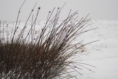 gras#(20210117)a grassen