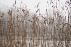 gras#(20210117)b grassen