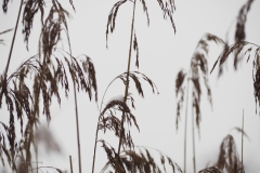 gras#(20210117)c grassen