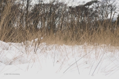 gras#(20210209)  grassen