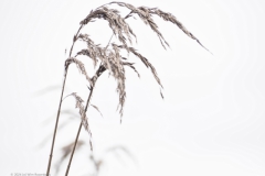gras#(20240212) grassen
