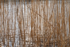 gras#(20220223)a grassen