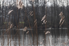 gras#(20230319)a  grassen