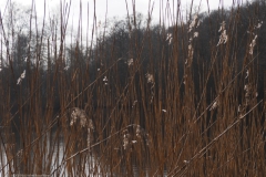 gras#(20230319)b  grassen