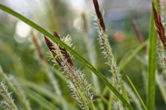 gras#(20250325) grassen