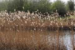 gras#(20250329)a grassen