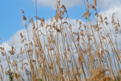 gras#(20250329)b grassen