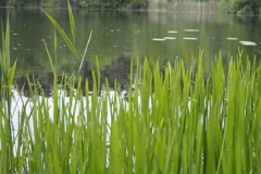 gras#(20240509) grassen