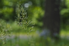 gras#(20240520)b grassen