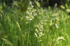 gras#(20240520)a grassen