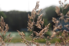 gras#(20230526)a  grassen