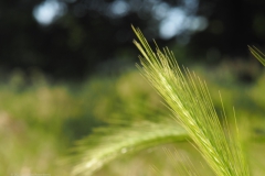 gras#(20230526)b  grassen