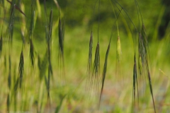 gras#(20230526)c grassen