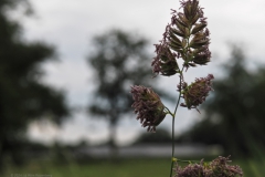 gras#(20240527)a grassen