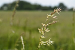 gras#(20240527)b grassen