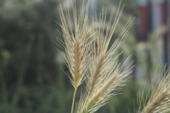 gras#(20240529) grassen