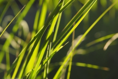 gras#(20220604) grassen