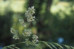 gras#(20210613) grassen