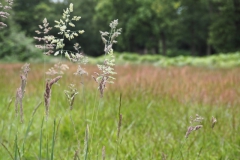 gras#(20240614) grassen