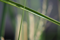 gras#(20210618)a grassen