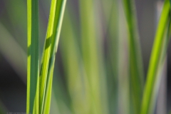 gras#(20210618)b grassen