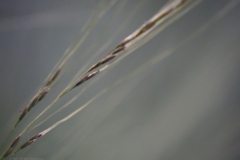 gras#(20210618)c  grassen