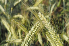 gras#(20240619)a grassen