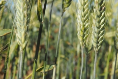gras#(20240619)b grassen