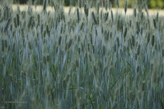 gras#(20200619)a grassen