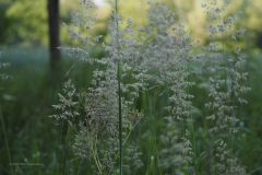 gras#(20200619)d grassen