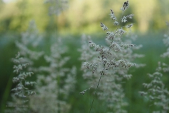 gras#(20200619)c  grassen