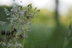 gras#(20200619)b grassen