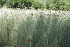 gras#(20230621) grassen