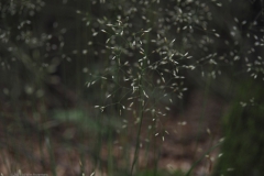 gras#(20210623) grassen