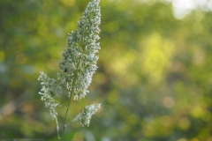 gras#(20240624) grassen