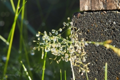 gras#(20200626)a grassen