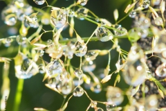 gras#(20200626)aa grassen