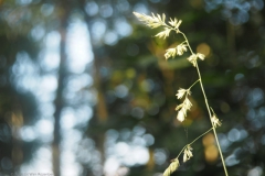 gras#(20240717) grassen