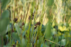 gras#(20220718) grassen