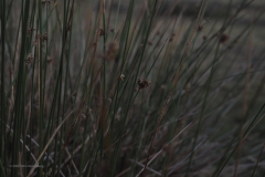 gras#(20200810)b grassen