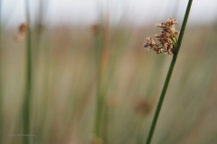 gras#(20200810)c grassen