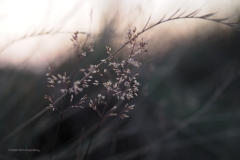 gras#(20200810)a grassen