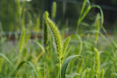 gras#(20230813) grassen
