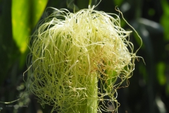 gras#(20200814)b grassen