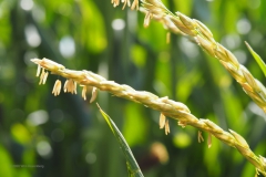 gras#(20200814)a grassen