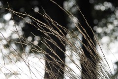 gras#(20190831) grassen