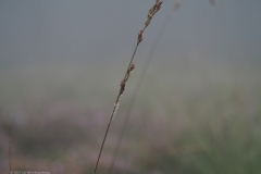 gras#(20230909) grassen