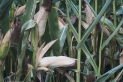 gras#(20230911) grassen