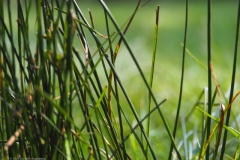 gras#(20210922)b grassen