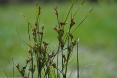 gras#(20210922)a grassen